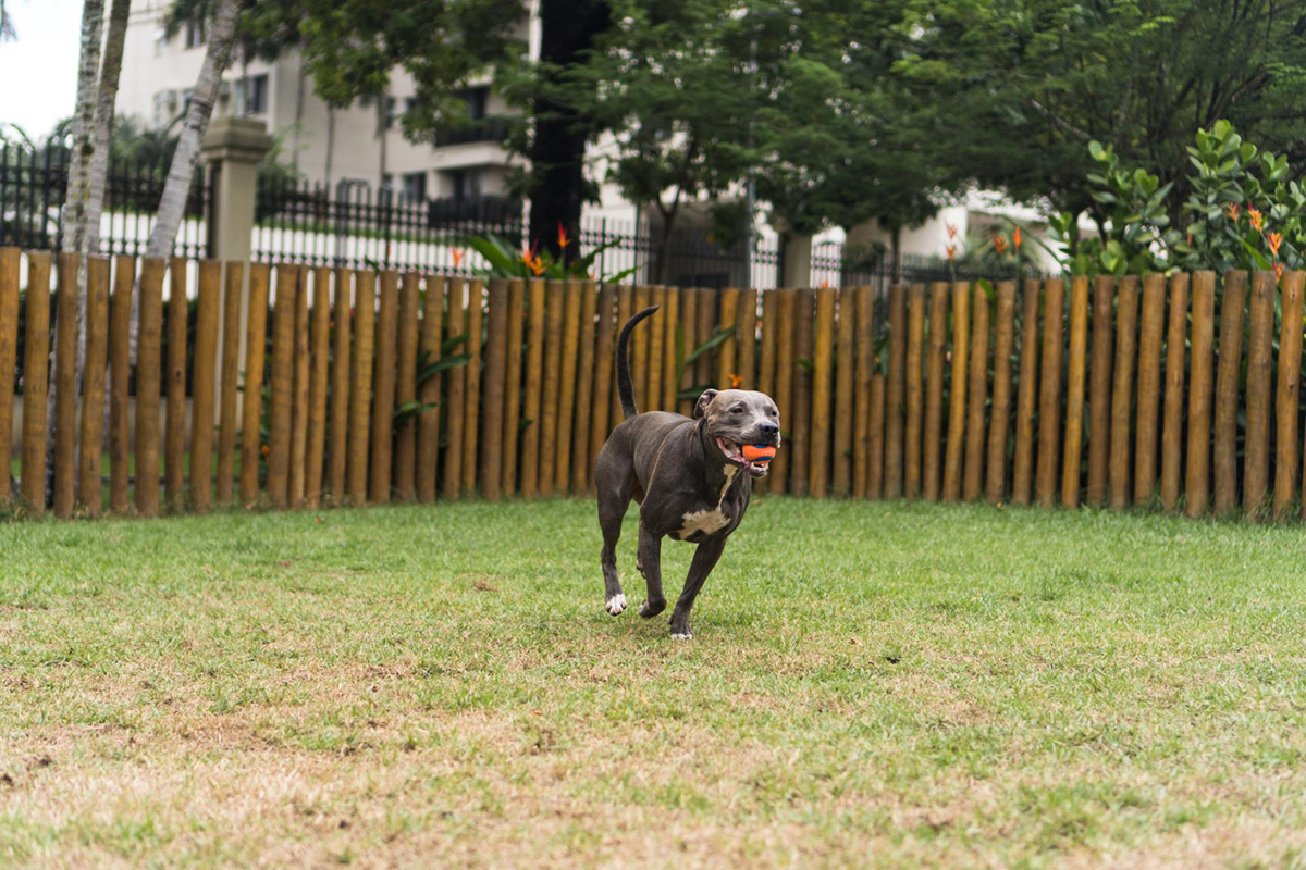 Why You Should Install a Dog Fence