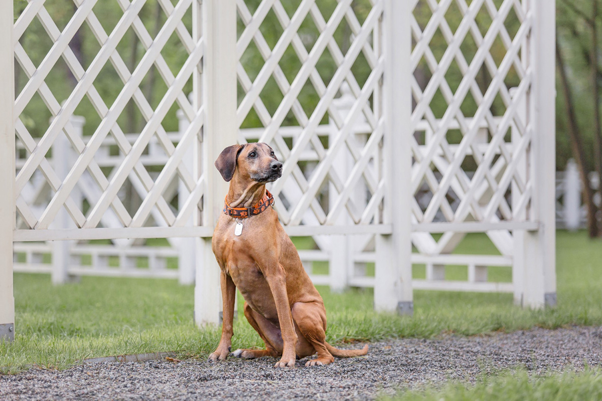 Fencing Ideas for Your Dog – A Guide To Safe and Effective Fences