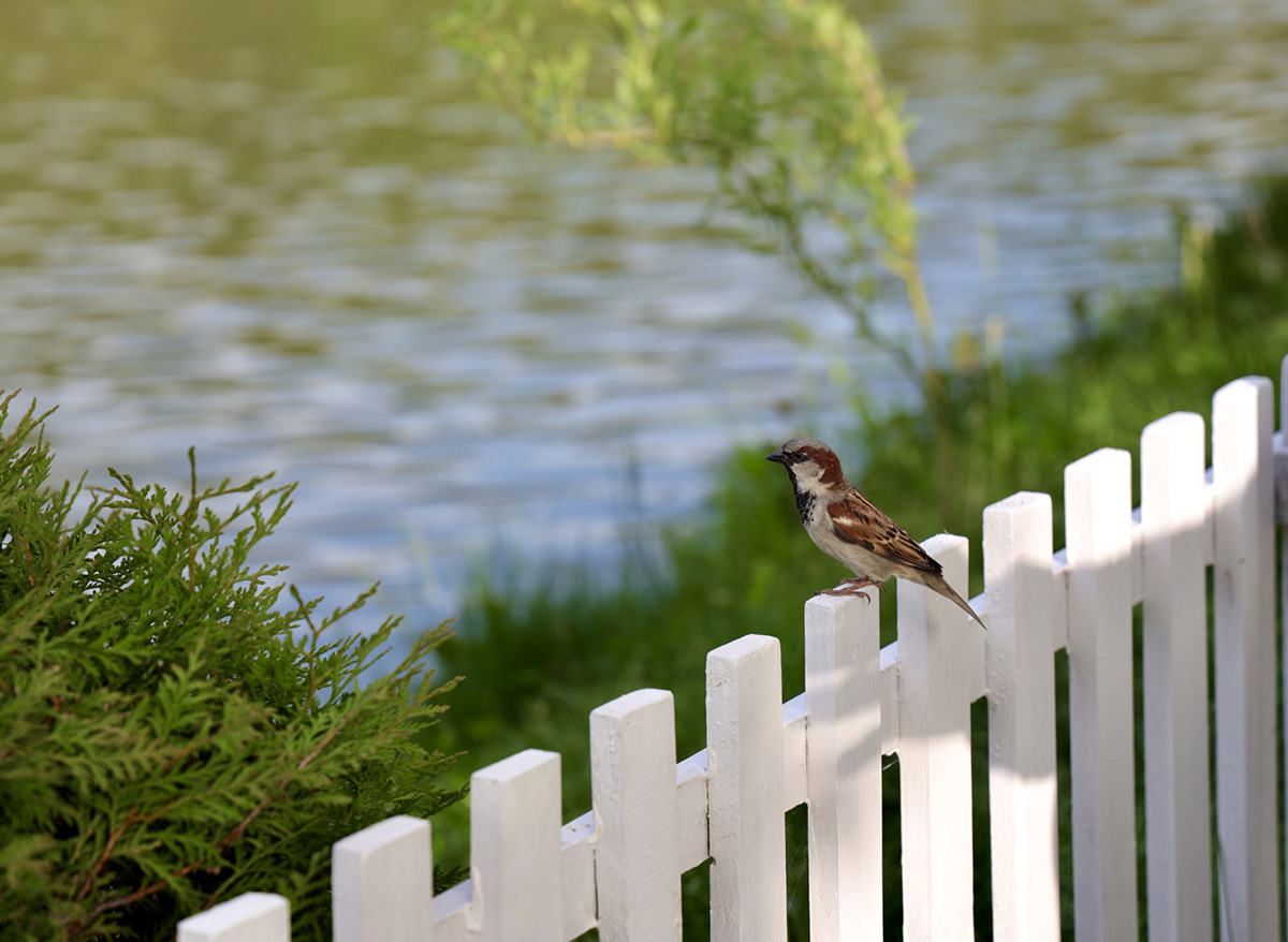 Could a Picket Fence be Best for Your Home?