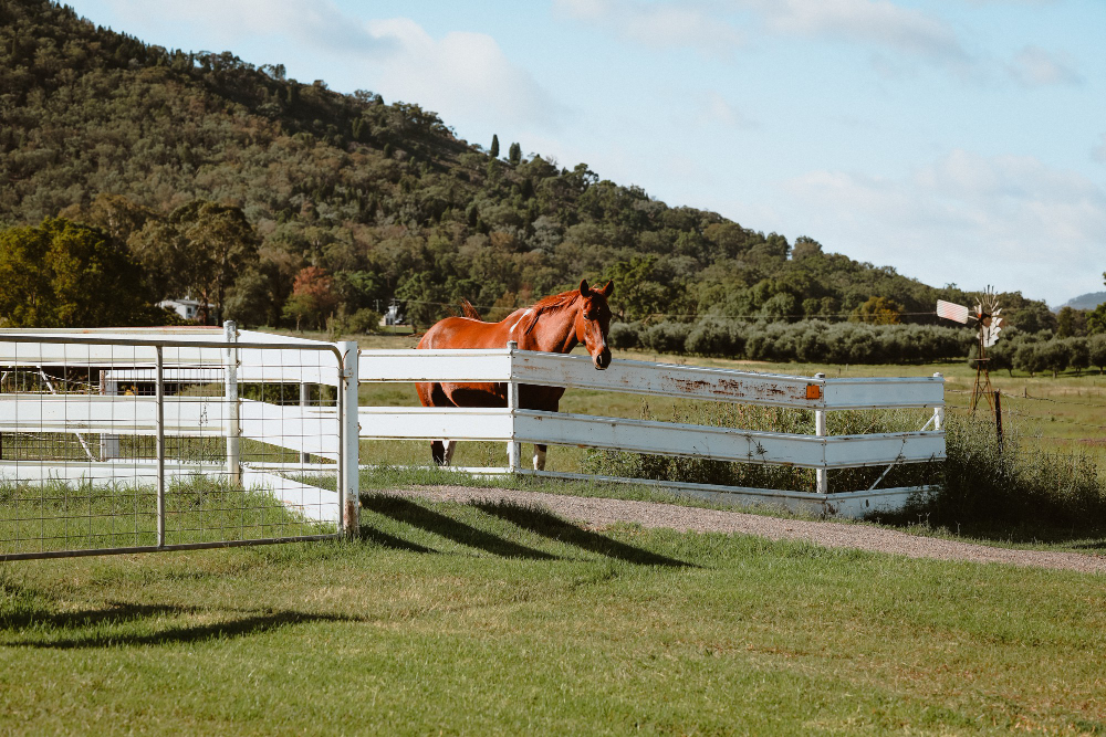 Selecting the Safest Horse Fencing for Your Florida Farm