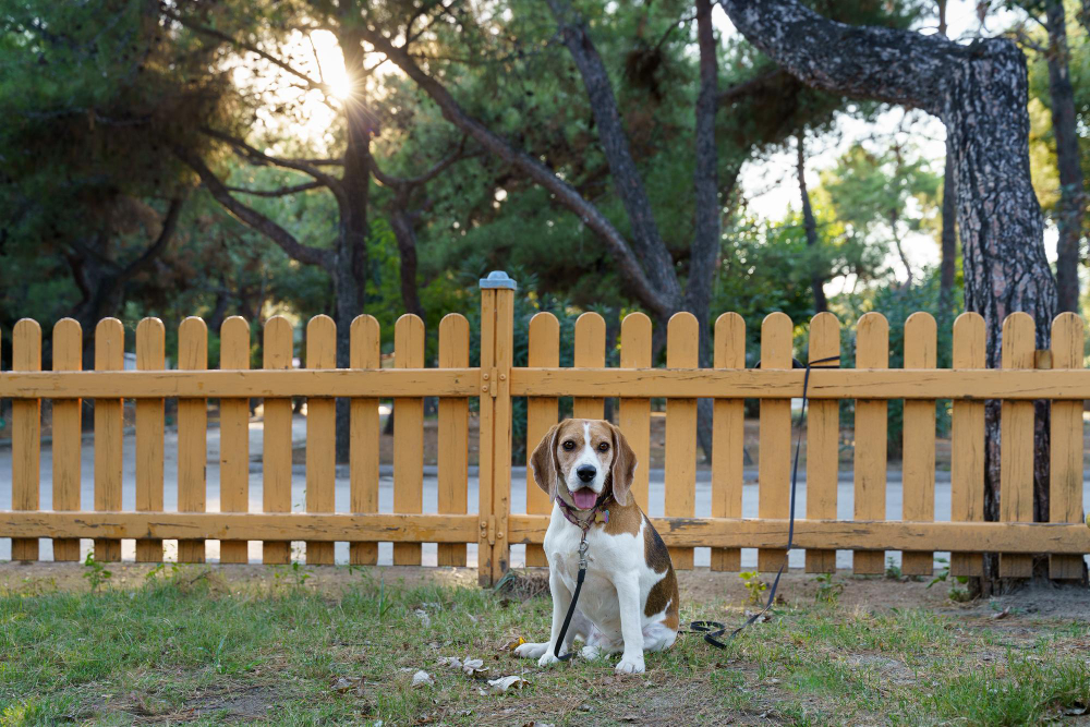 5 Creative Dog Fence Ideas for Your Yard