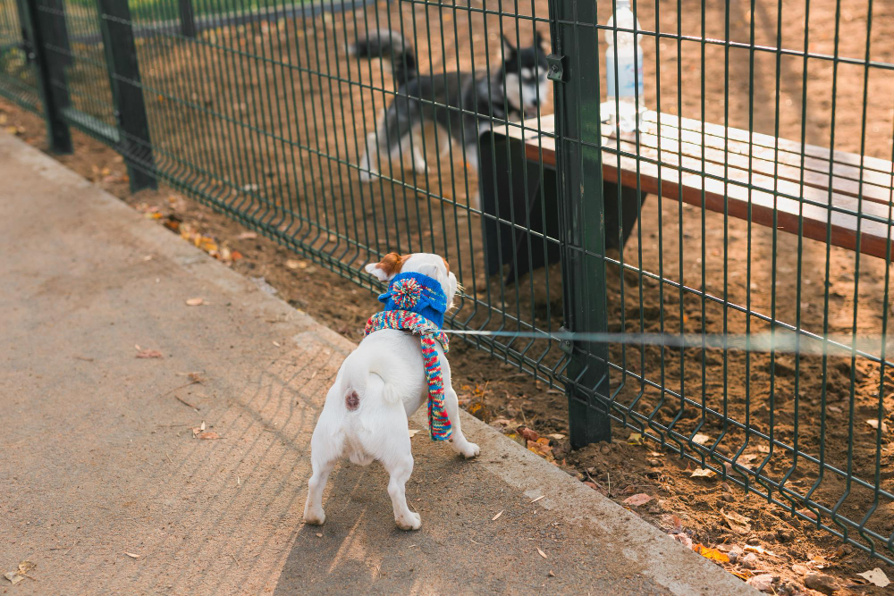 The Ultimate Guide to Choosing Dog Fences for Your Home