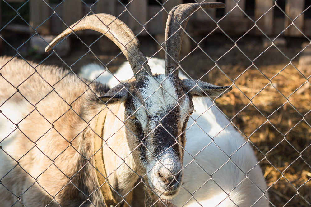 The Complete Guide to Choosing the Right Horse Fence and Animal Enclosures