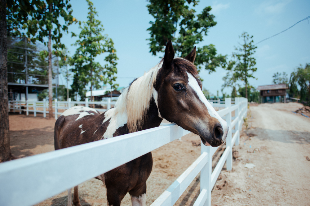 The Best Horse Fencing Options for Your Property