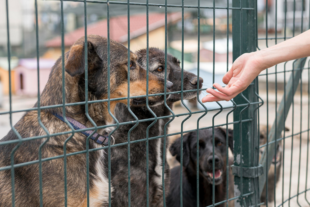 Why You Should Be Fencing Your Yard to Contain Pets