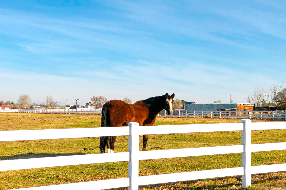 A Comprehensive Guide in Building Fences for Horses