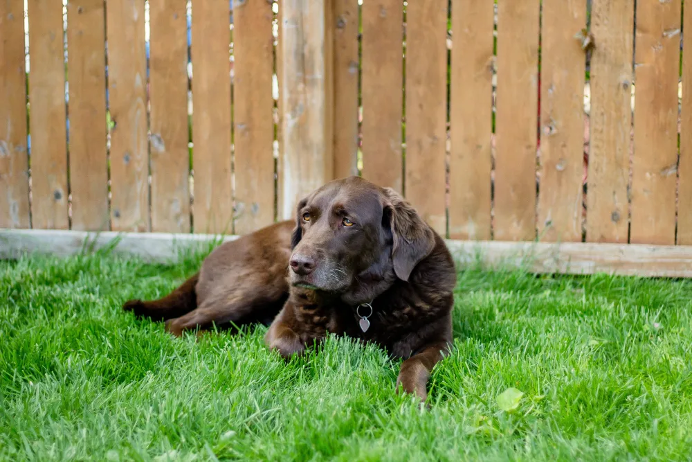 How to Keep Your Fence Strong After Damage by Dogs and Prevent Future Issues