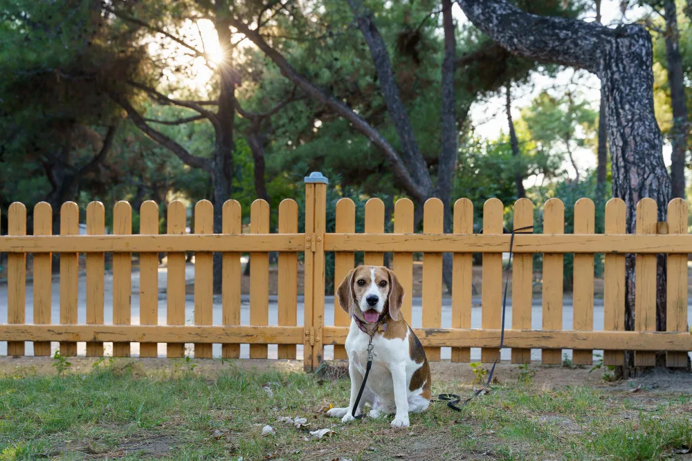 5 Creative Dog Fence Ideas for Your Yard